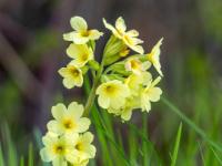 Schlüsselblumen Gruppe